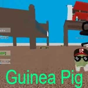 Guinea-Pig