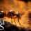 Empire Of The Ants: Tutte le edizioni a colpo d’occhio – Migliori prezzi a confronto